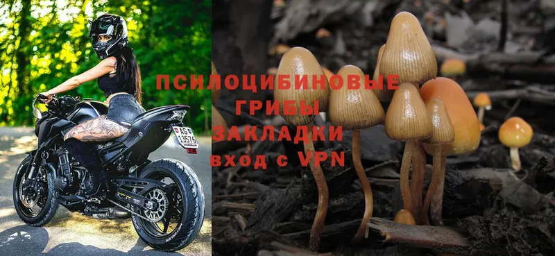 где купить   ОМГ ОМГ маркетплейс  Псилоцибиновые грибы Psilocybe  Новошахтинск 